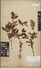 Foto von Salix lapponum L. x Salix silesiaca Willd.
